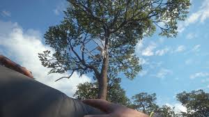 theHunter: Call of the Wild - Treestand & Tripod Pack DLC Steam